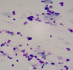 Malassezia pachydermatis (levures)